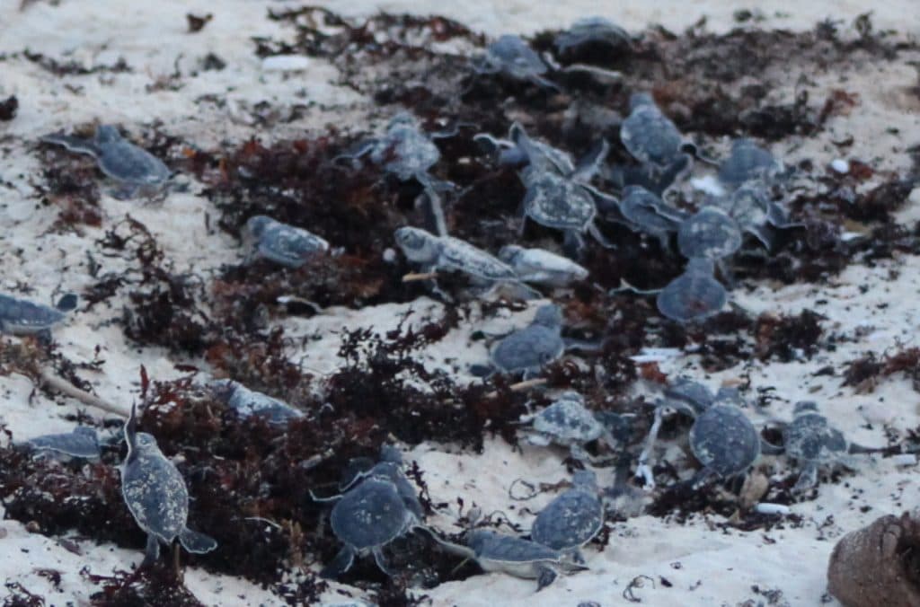 POR EL SARGAZO las tortuguitas están muriendo en Cozumel