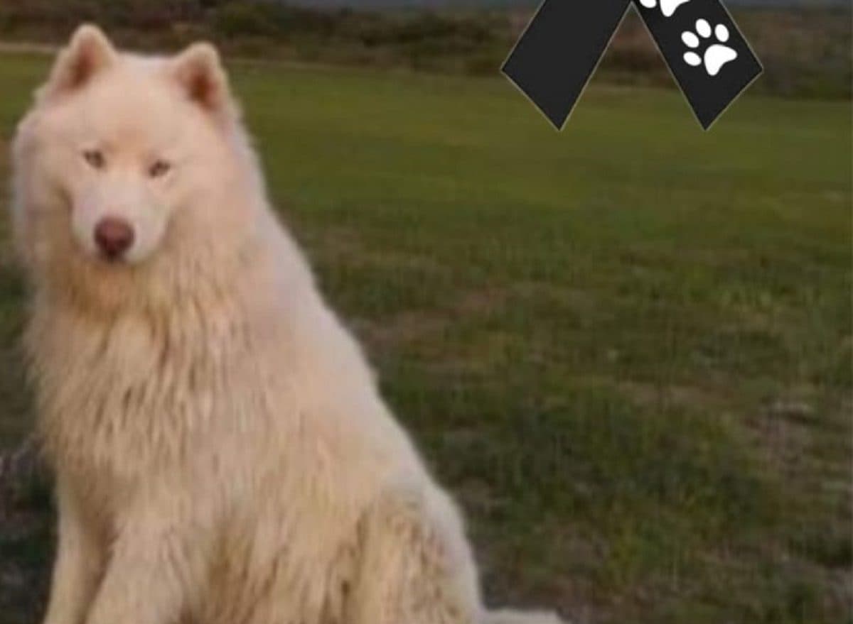 Piden justicia para "Alpha"; hombre amarró al perro a las vías para que tren lo arrollara