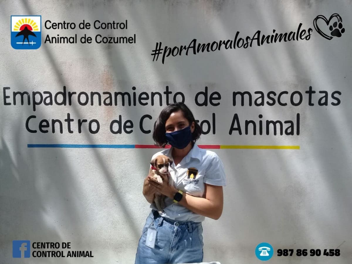 Adoptan a "Kibi", perrito rescatado de pozo de absorción en Cozumel