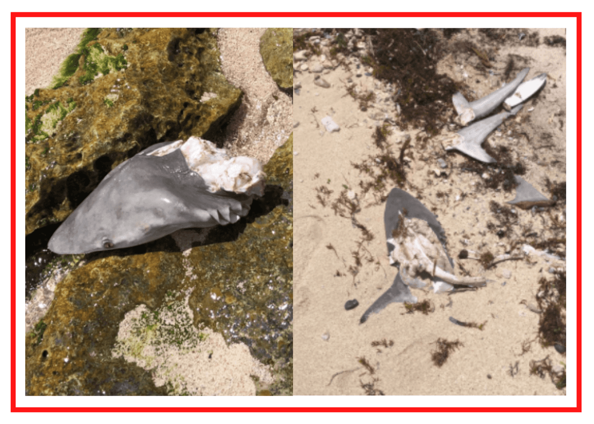 ¡DEPREDACIÓN EN AKUMAL! Destazan tiburones con pesca ilegal