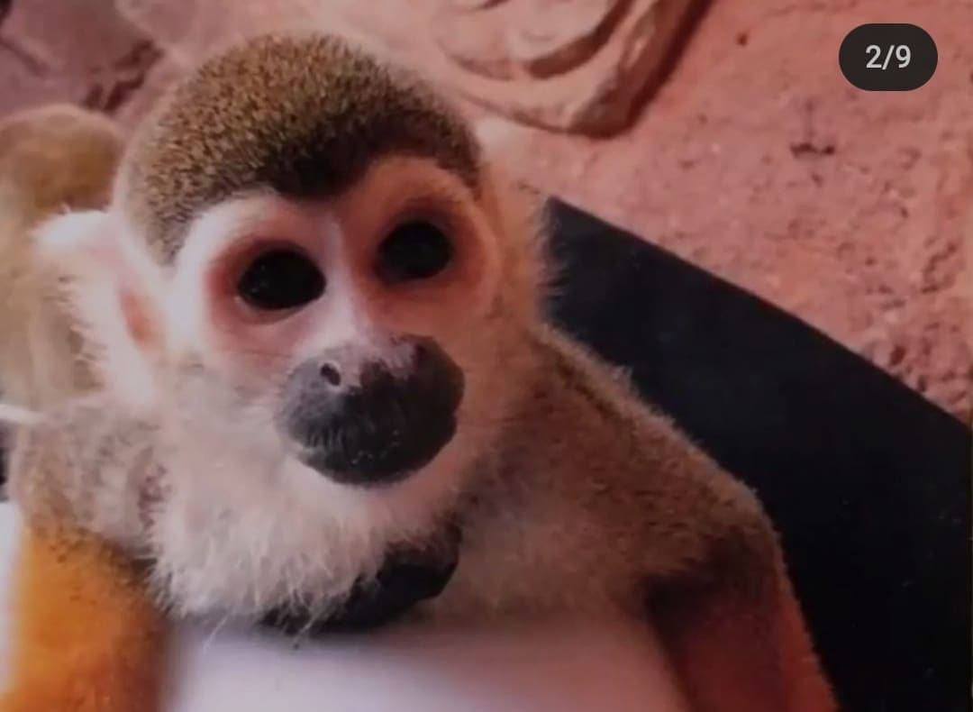 Influencer exige a PROFEPA que cese la explotación de tigres y jaguares en Animalandia Maya de Playa del Carmen