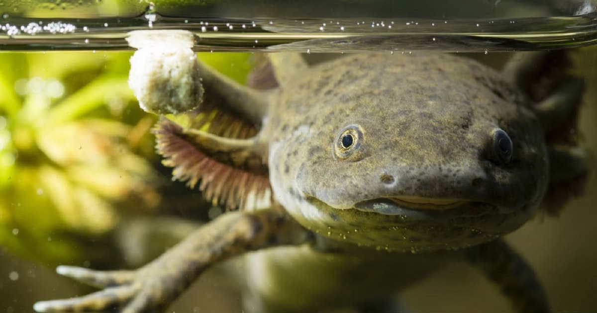 Conoce al achoque, el primo michoacanísimo del ajolote