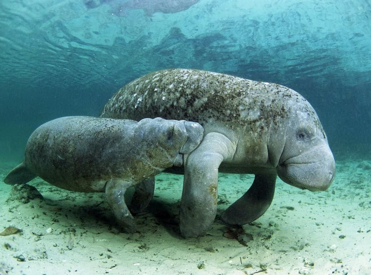 Concientizan sobre el cuidado al manatí en Quintana Roo