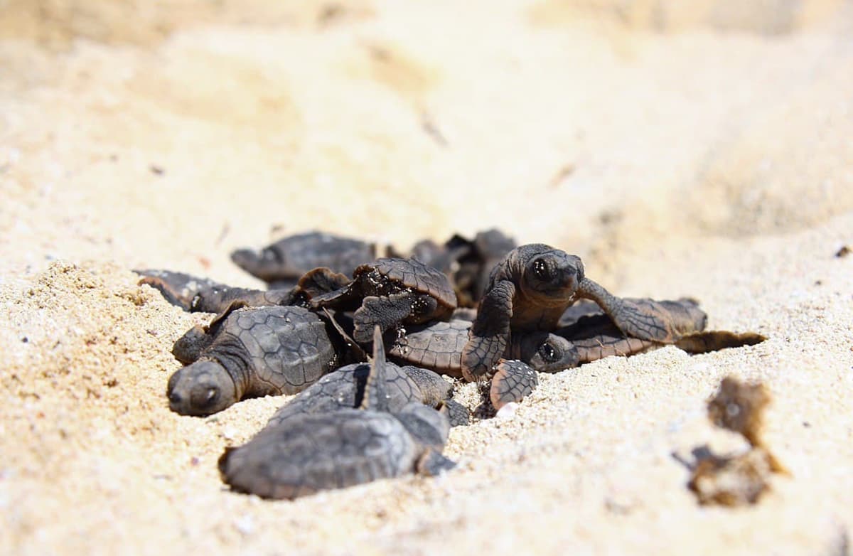 Nacen casi 8 mil tortuguitas en Puerto Morelos durante esta temporada