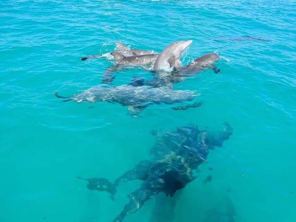 Se fue a nadar al mar, se perdió durante 12 horas y fue rescatado gracias a la ayuda de unos delfines