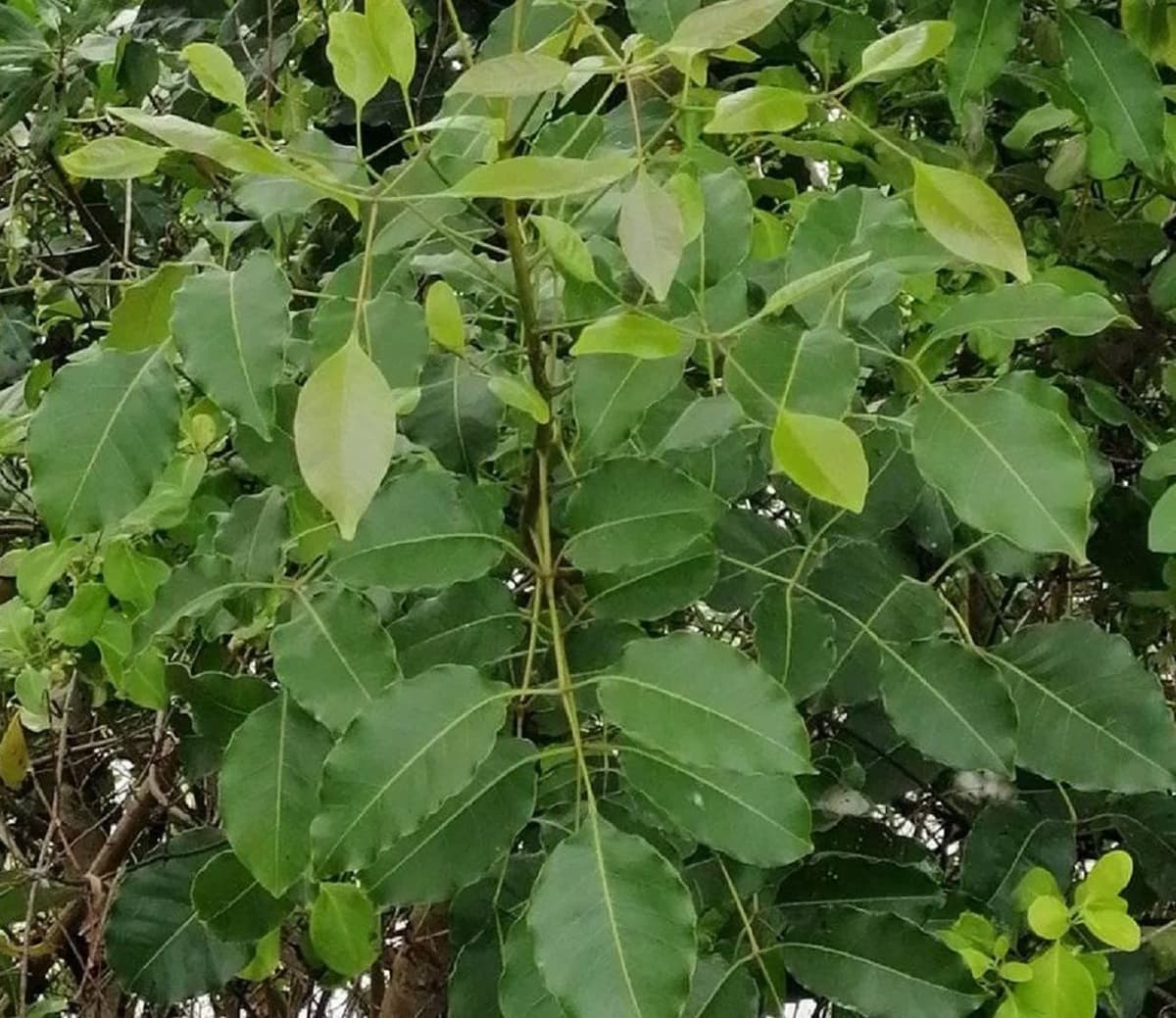 CUIDADO GENTE SENSIBLE: Impone su presencia el tradicional Chechén en boulevard de Chetumal