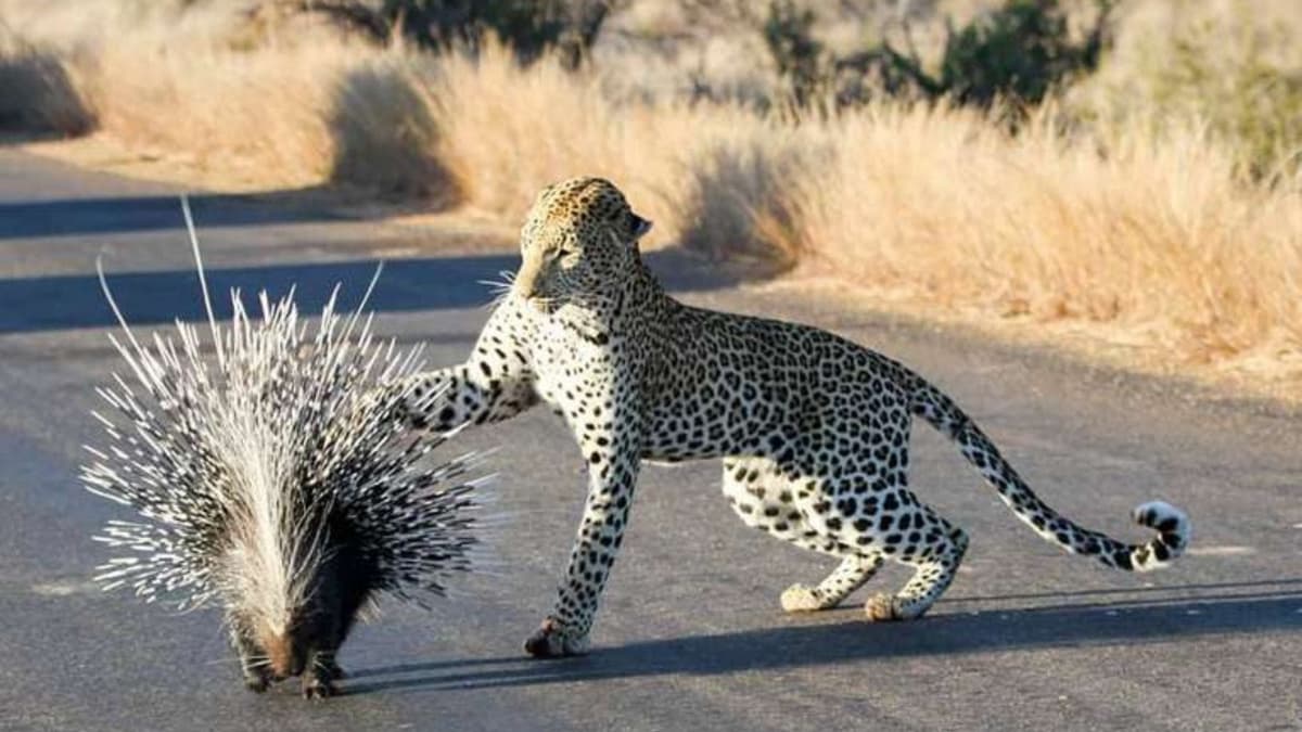 VIDEO: Pelea entre leopardo y puercoespín sorprende con su resultado final