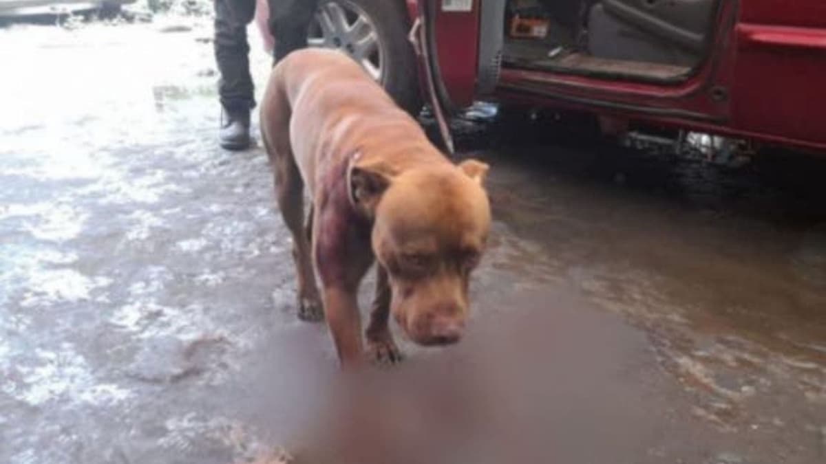 Maltrato animal: “Motocarios” atacan a balazos a perro pitbull
