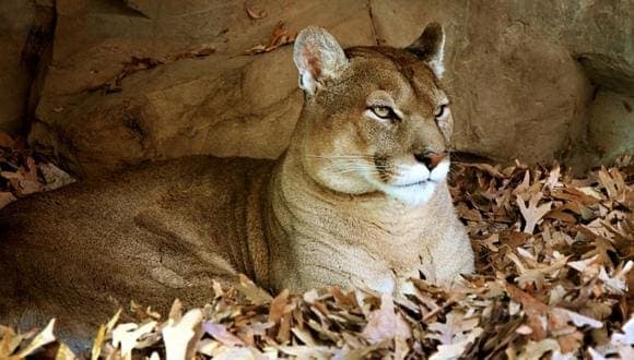 Madre enfrenta a puñetazos a puma para salvar a su hijo: lo matan