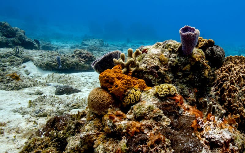 Empresa quintanarroense invertirá 1.5 millones en conservación del Arrecife Mesoamericano