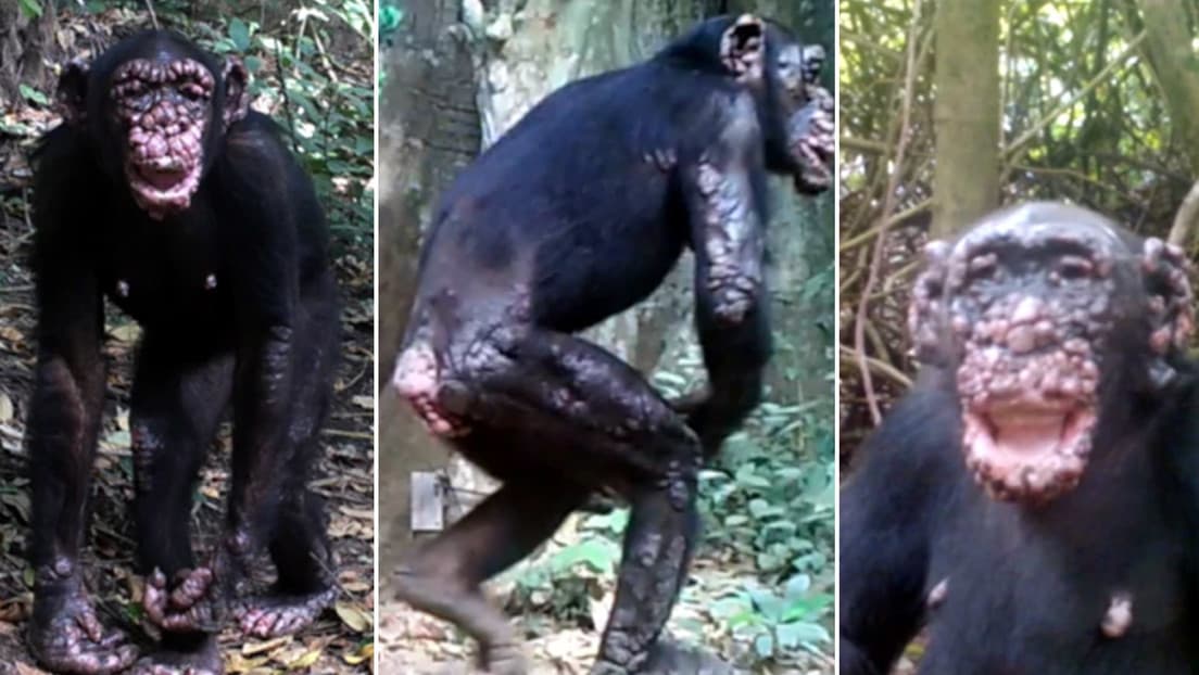 Chimpancés salvajes son diagnosticados por primera vez de lepra