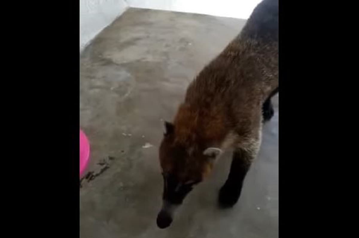 La triste historia de 'Conchito': Un coatí domesticado y luego abandonado