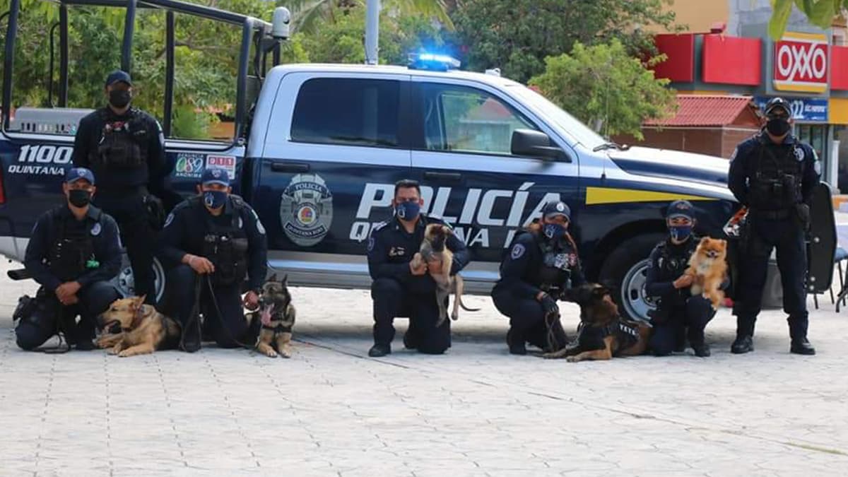 La Paw Patrol de Quintana Roo podría ser un hecho: proponen la 'Policía Animal'