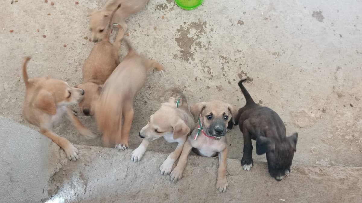 Playenses buscan hogar temporal para cachorros abandonados; los enviarán a Canadá