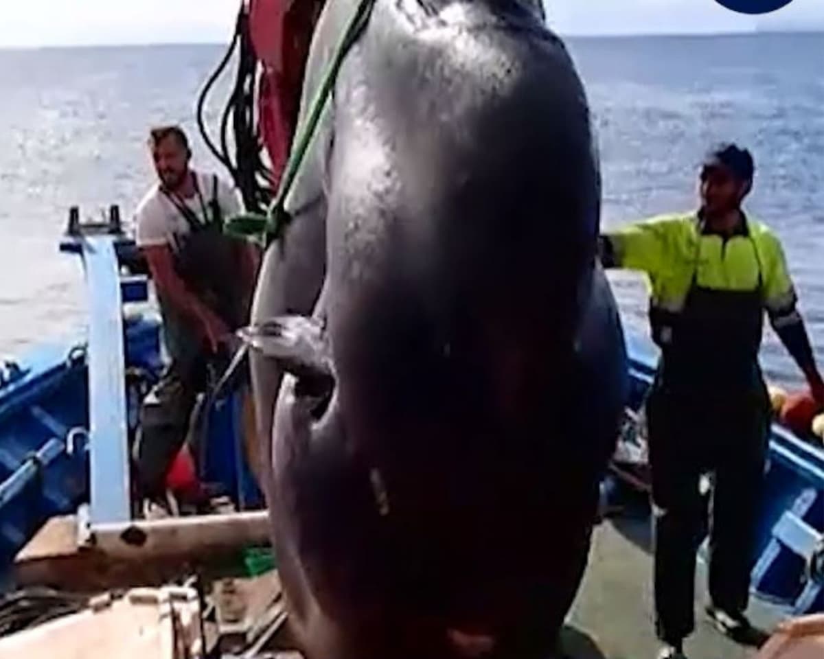 Pescadores atrapan "por error" enorme pez luna de 2.90 metros