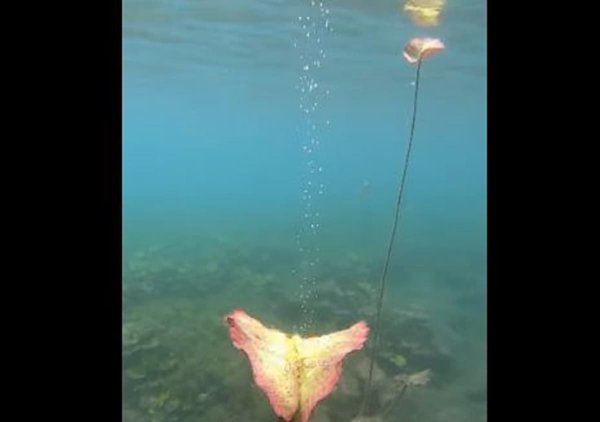 VIDEO: Captan bajo el agua asombrosa 'respiración' de una planta