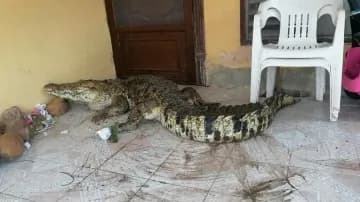 Cocodrilo de 3 metros de largo sorprende a una familia de Yucatán