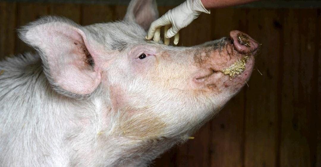 Reino Unido mata y quema a 600 cerdos por falta de trabajadores