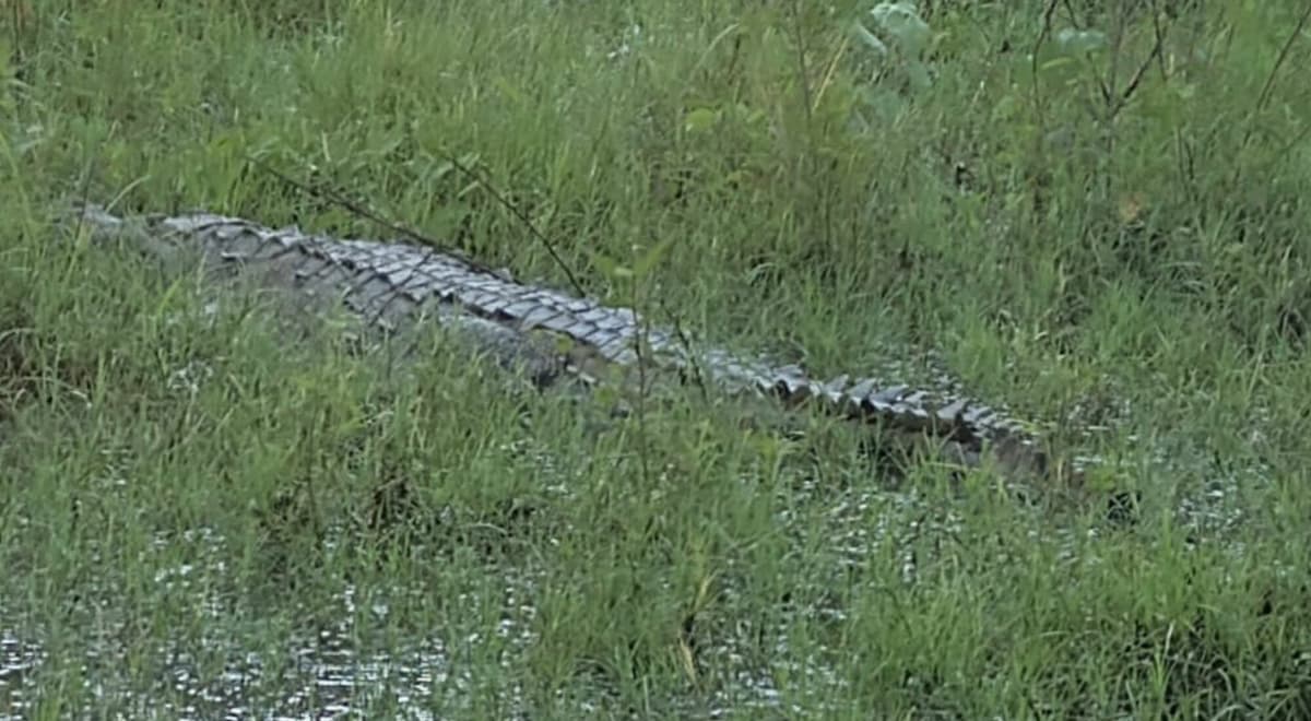 Cocodrilo ataca a turista mientras nadaba de noche en Nuevo Vallarta