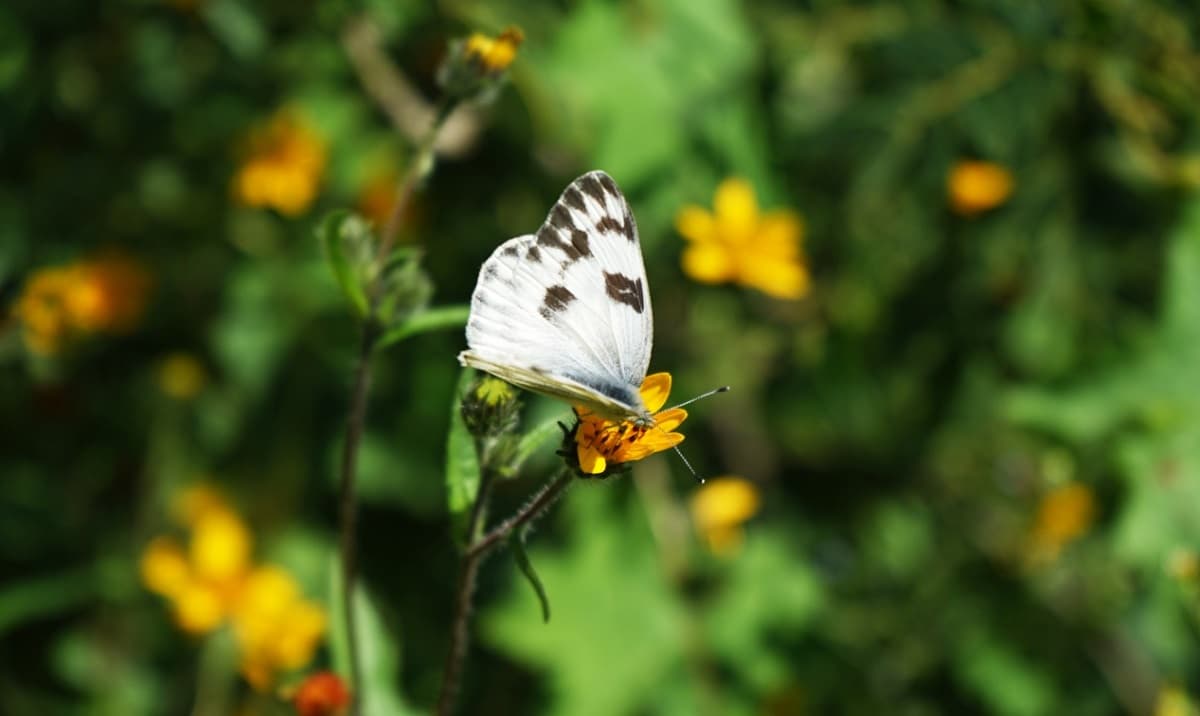 Buscan salvar mariposas en peligro de extinción con nuevo jardín de polinizadoras en Ecatepec