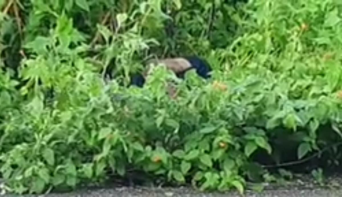 Ejecutan a un joven en la carretera transversal de Cozumel