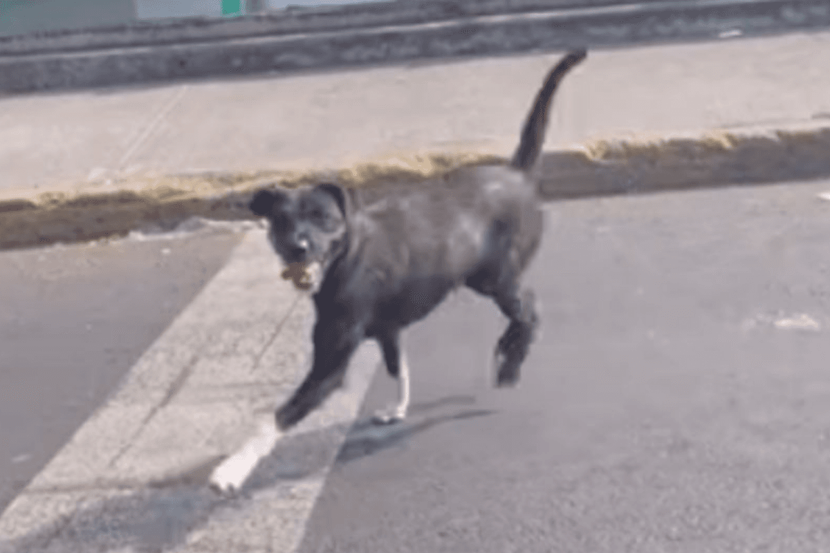 Viral: Conductor abandona a perrito en CDMX y causa indignación en redes sociales