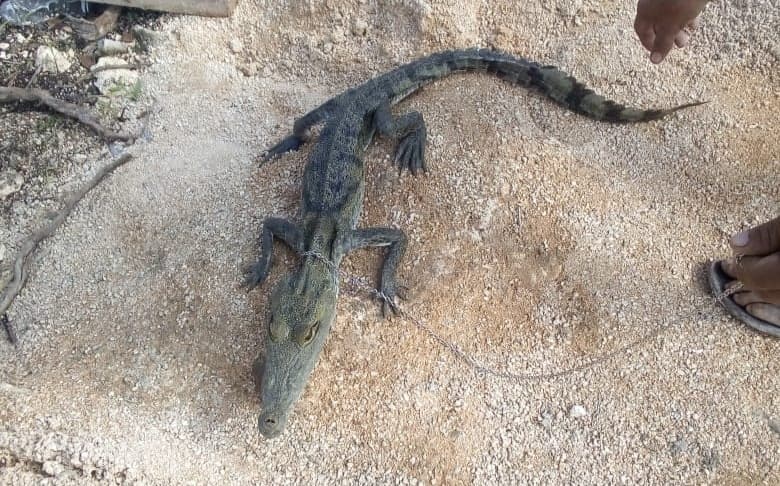 Rescata Guardia Nacional a cocodrilo moreletti del comercio ilegal