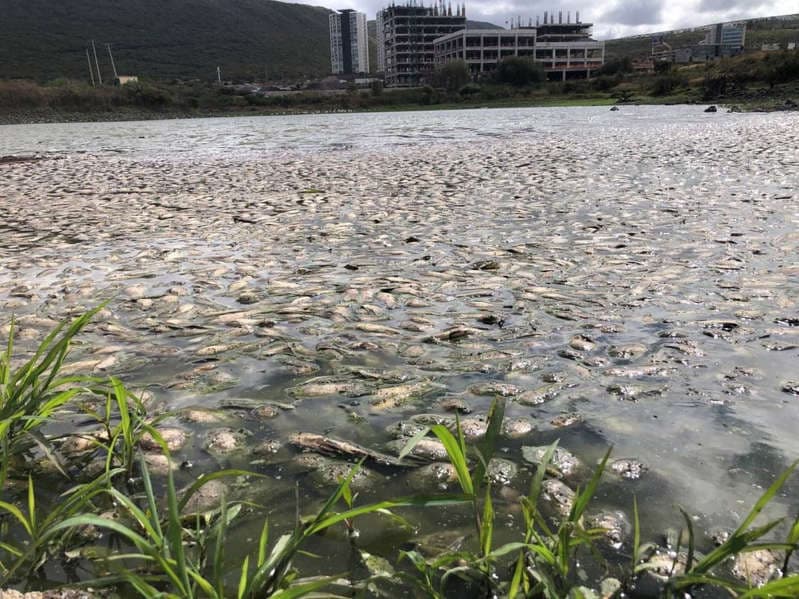 Cientos de peces aparecen muertos en área de protección ecológica de Querétaro