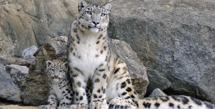 Mueren tres leopardos de las nieves en zoológico por Covid-19