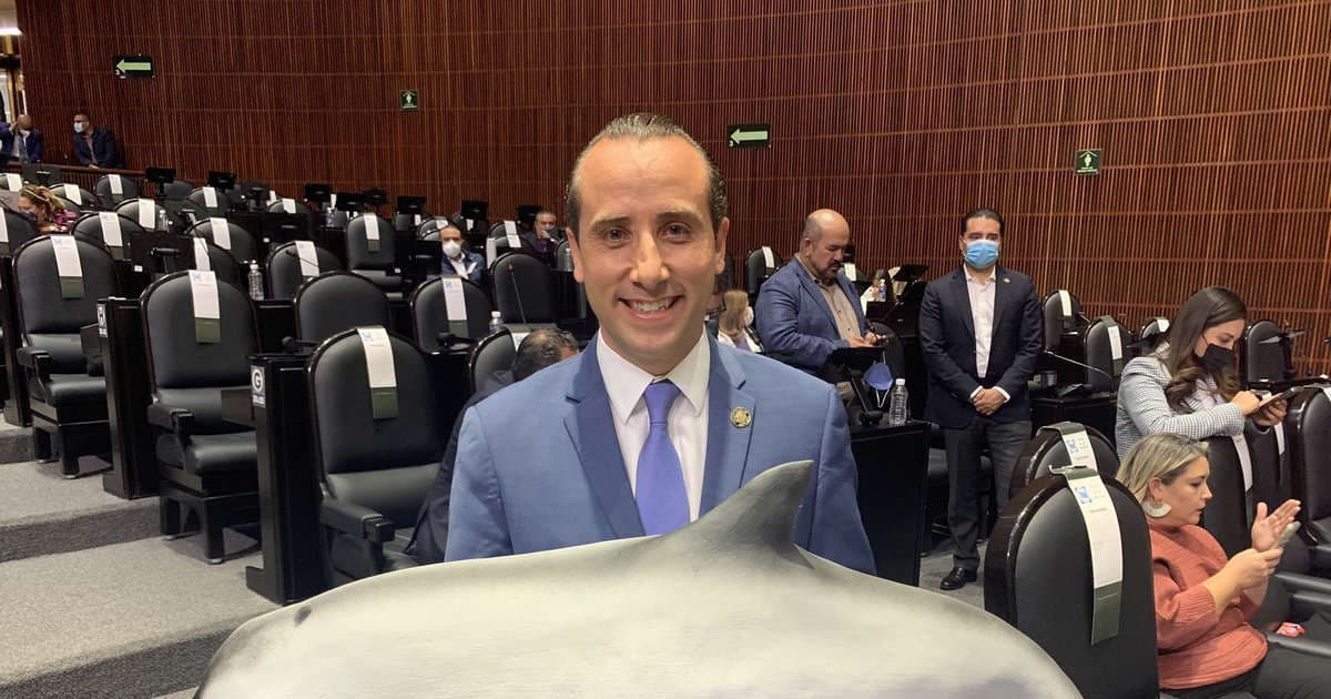 Diputados del PVEM rechazaron reasignación de 100 mdp para proteger a la vaquita marina