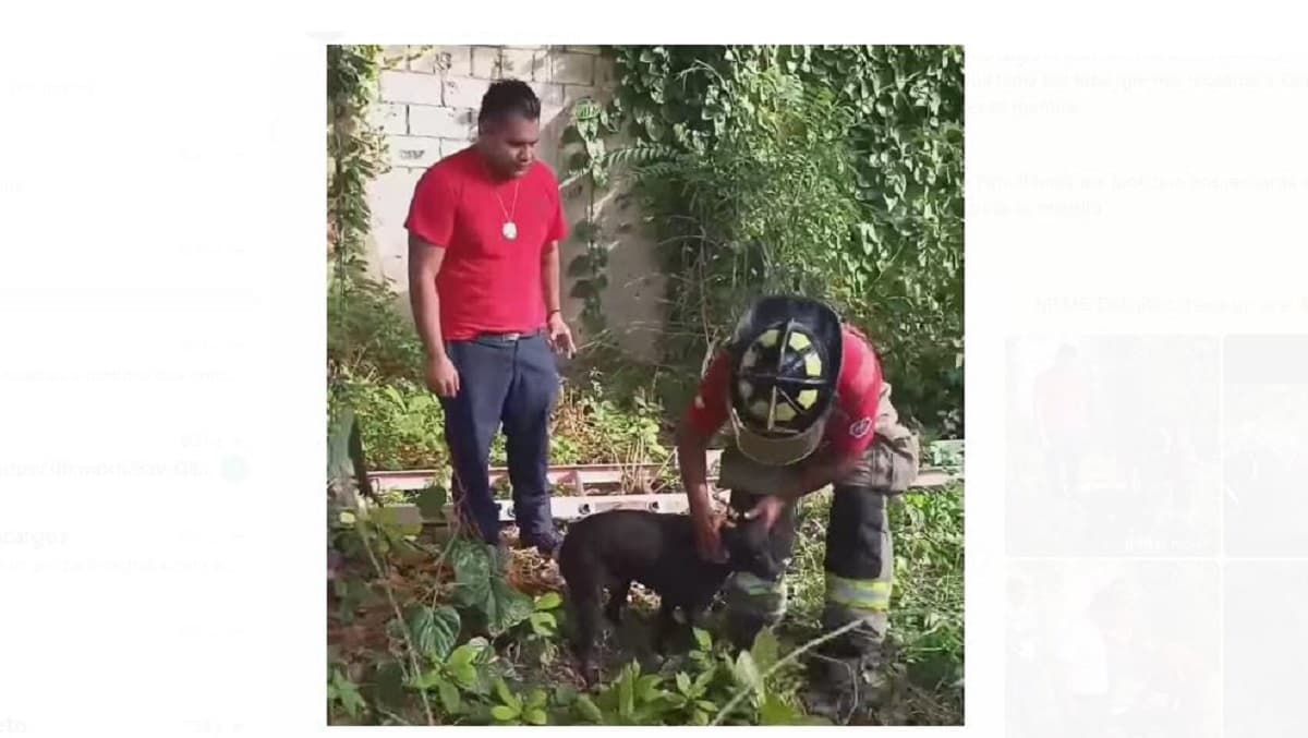 Corazones de oro: Bomberos sacan a perrito de pozo en Alfredo V. Bonfil