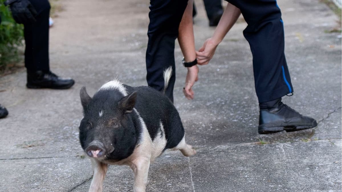FOTOS: Cerdito protagoniza una persecución policial y se convierte en meme
