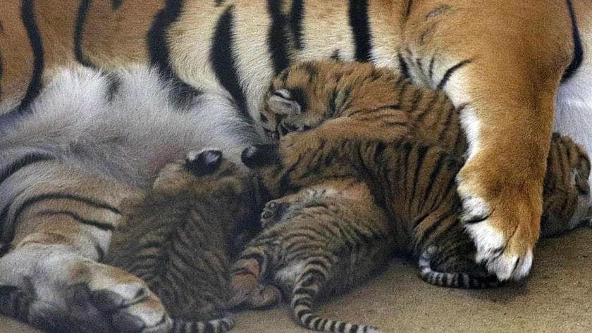 Nacen 4 cachorros de tigre de bengala en zoo de México