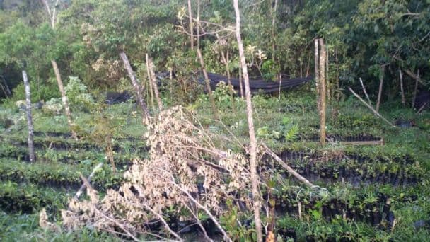 Militares buscan coca y destruyen su cosecha de mango y cacao, de eso vivía su familia