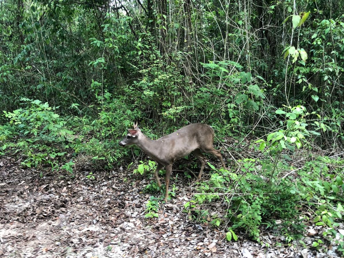 URGEN SEÑALES Y VIGILANCIA: Advierten de caza ilegal cerca de Rancho Tigre Grande, ante obras por Tren Maya