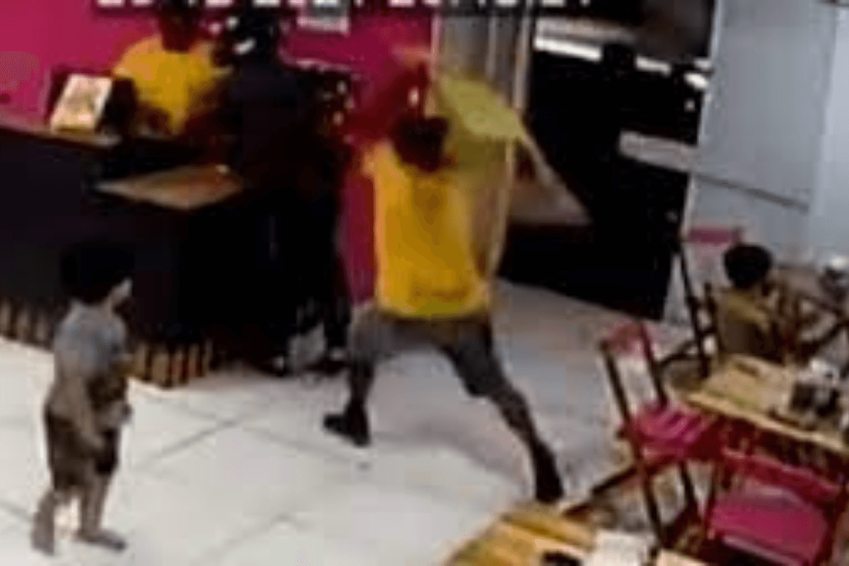 VIDEO: Empleado agarró a sillazos a ladrón que intentó asaltar una heladería