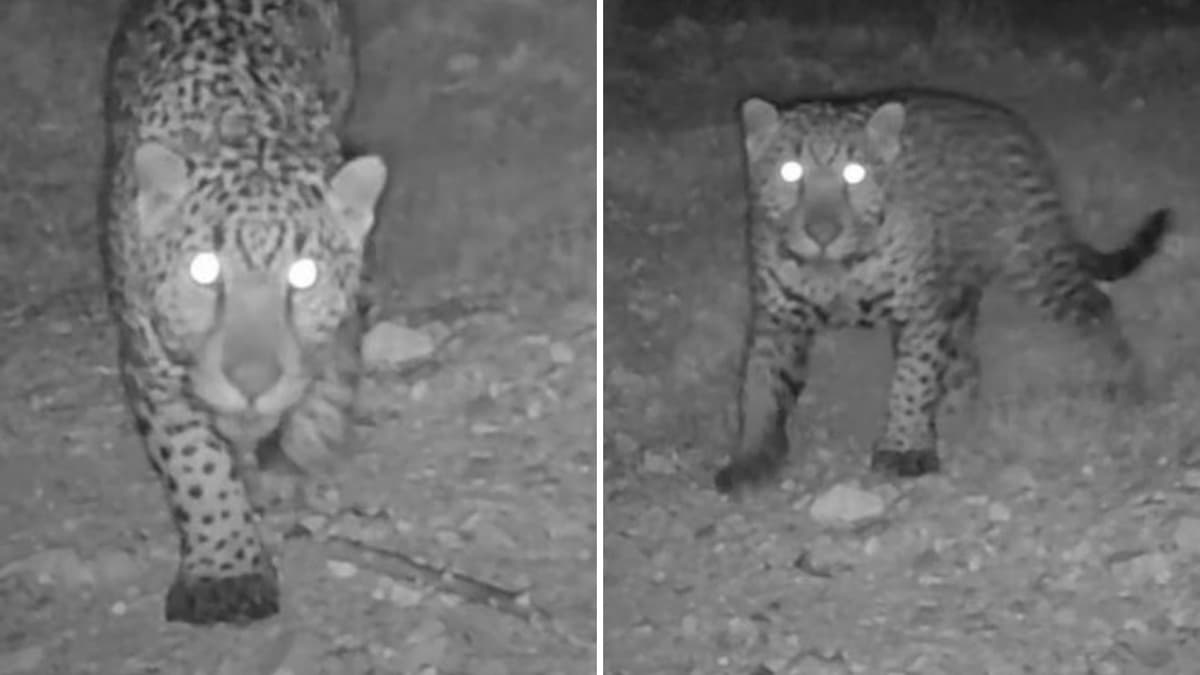 ¿Vuelve para quedarse? El glorioso regreso del jaguar a la frontera México - Estados Unidos