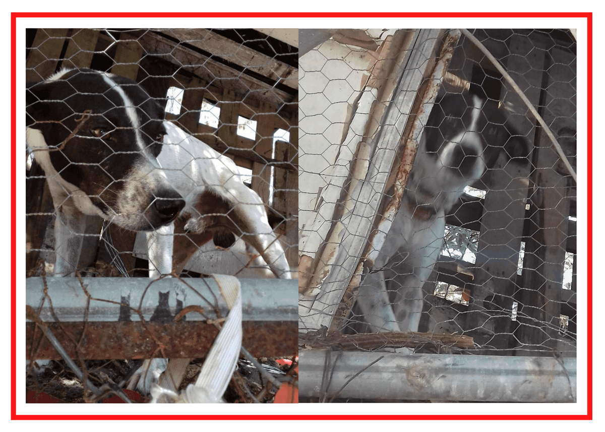 ¡DUEÑOS INHUMANOS! Amarran a perrito con alambre hasta que le perfora el cuello