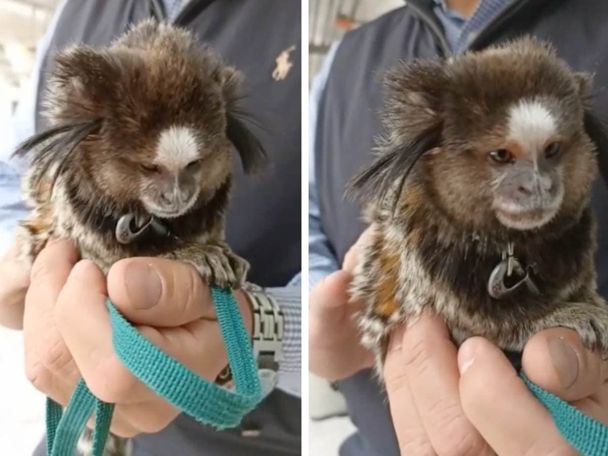 Detienen a hombre con mono Tití, especie en peligro de extinción