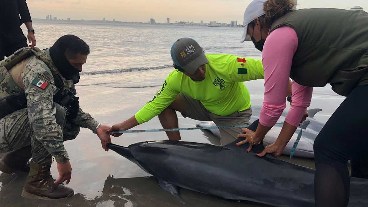 Encuentran siete delfines varados en puerto de Veracruz, tres de ellos muertos