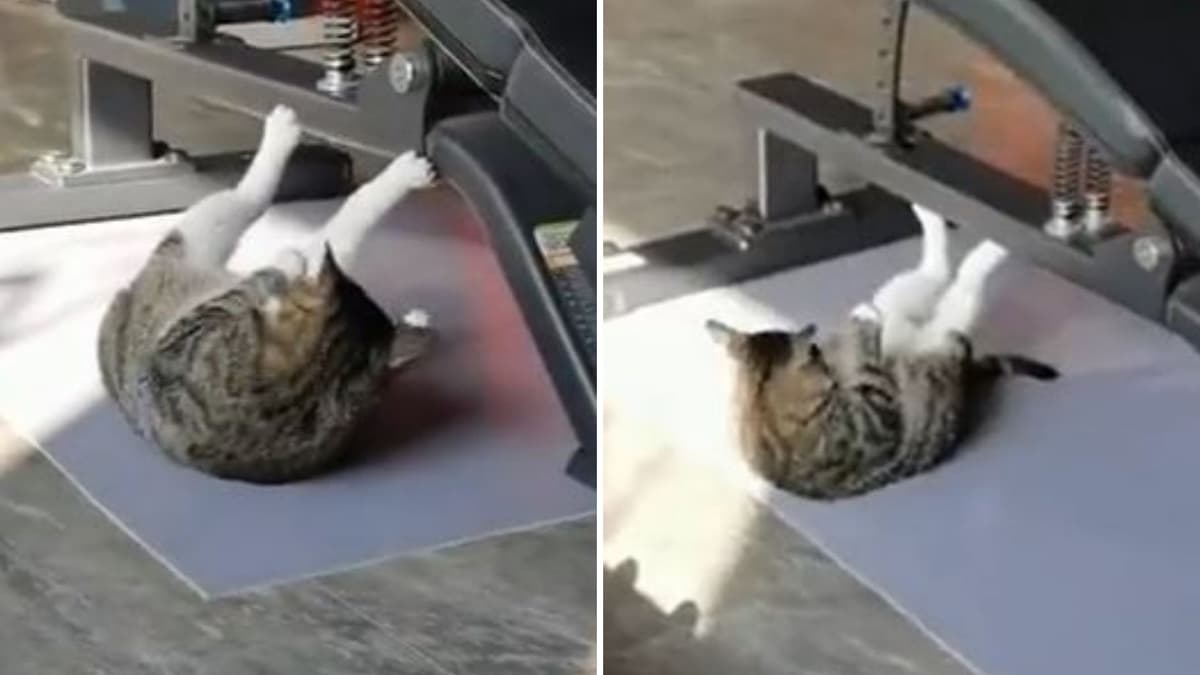 VIDEO: ¡El michi fitness! Captan a gatito 'haciendo abdominales' y se vuelve viral