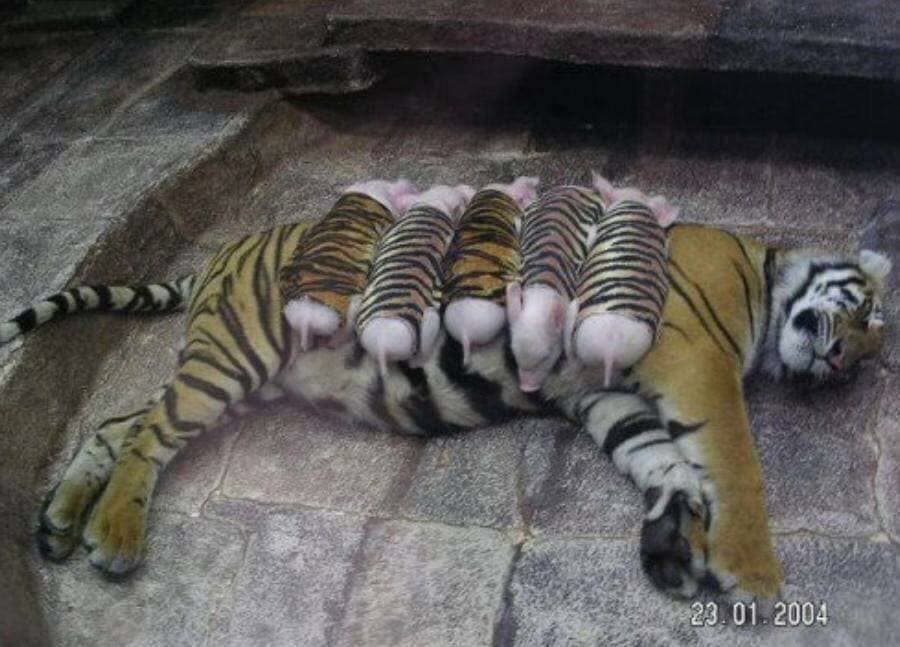 La verdad del bulo de la mamá tigre que "adoptó" cerditos: la usaron como atracción