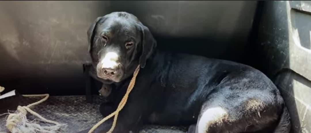 Jaguar y perrito pelean y caen en fosa en Mahahual, salen siendo compas