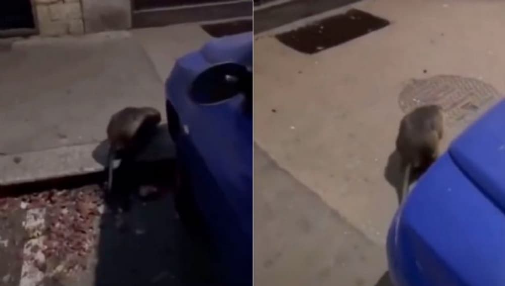 Una rata gigante fue captada en calles de Nueva York