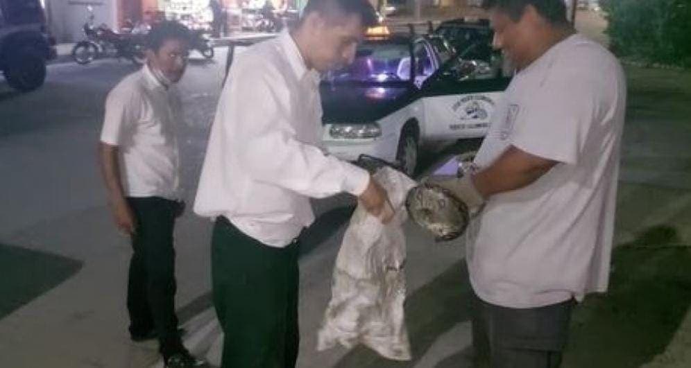 Video: Taxista encuentra una serpiente en su vehículo