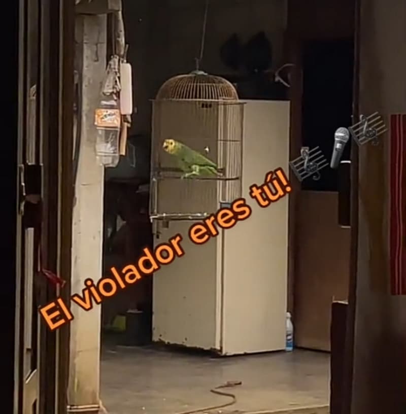 Perico se viraliza en TikTok por cantar "El violador eres tú"