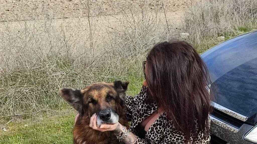 Perro perdido regresa a casa después de 7 años; su dueño murió buscándolo