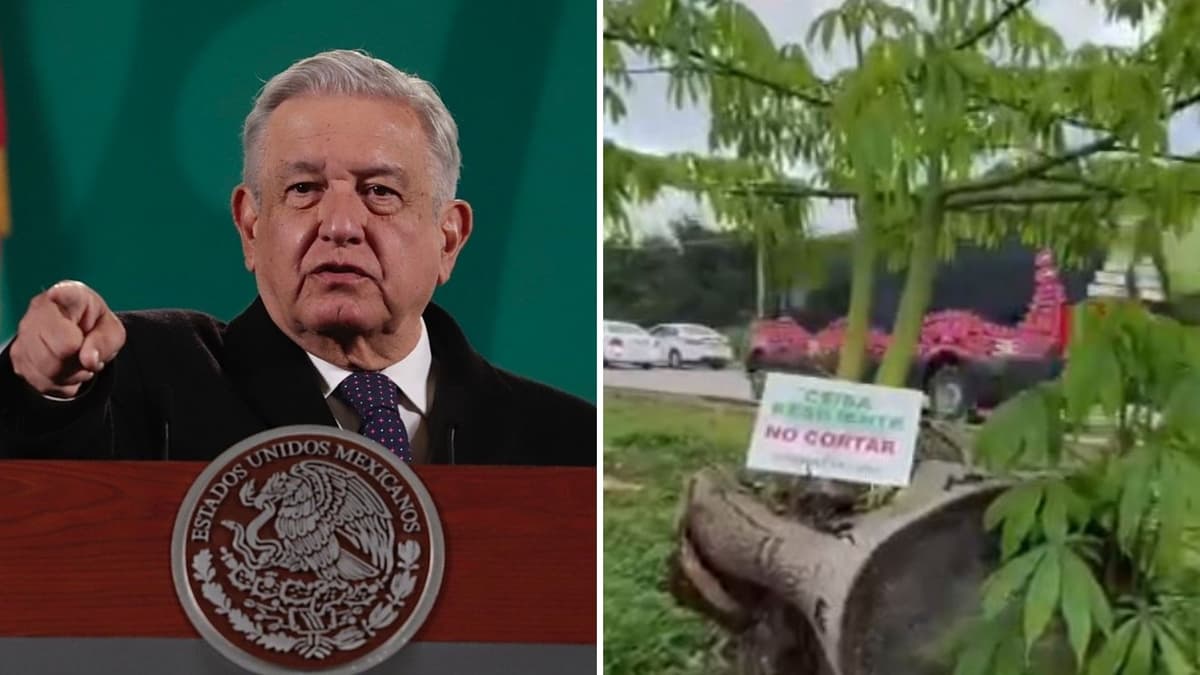 La 4T desmentida, sí talaron ceibas en Playa del Carmen