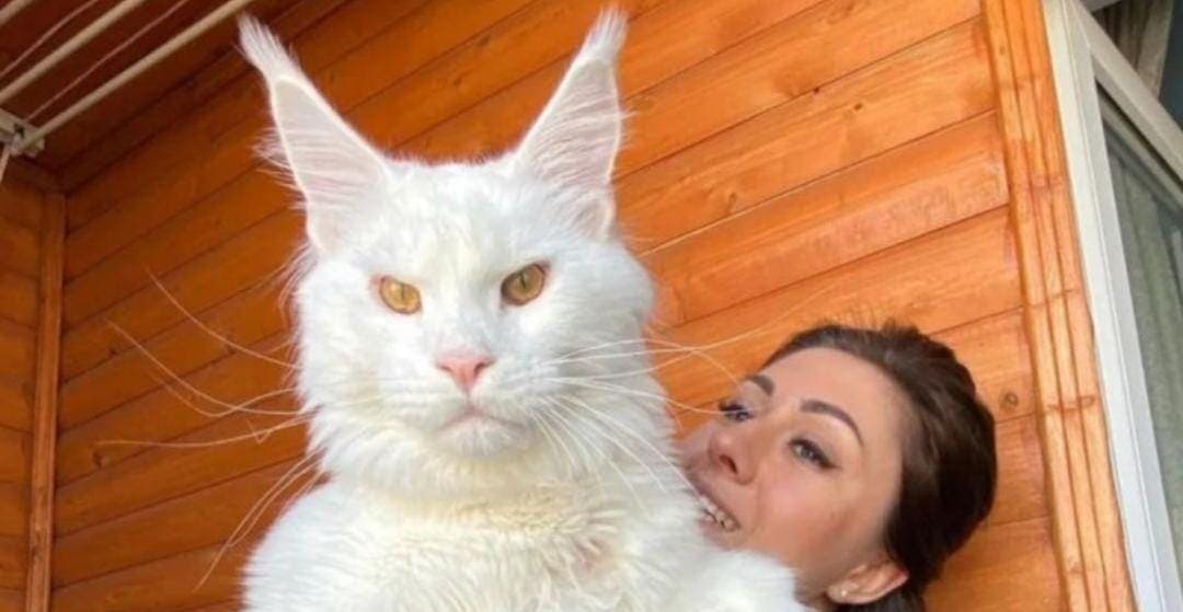 Conoce a Kefir, el gato gigante de 1.5 metros y 12 kilos de peso