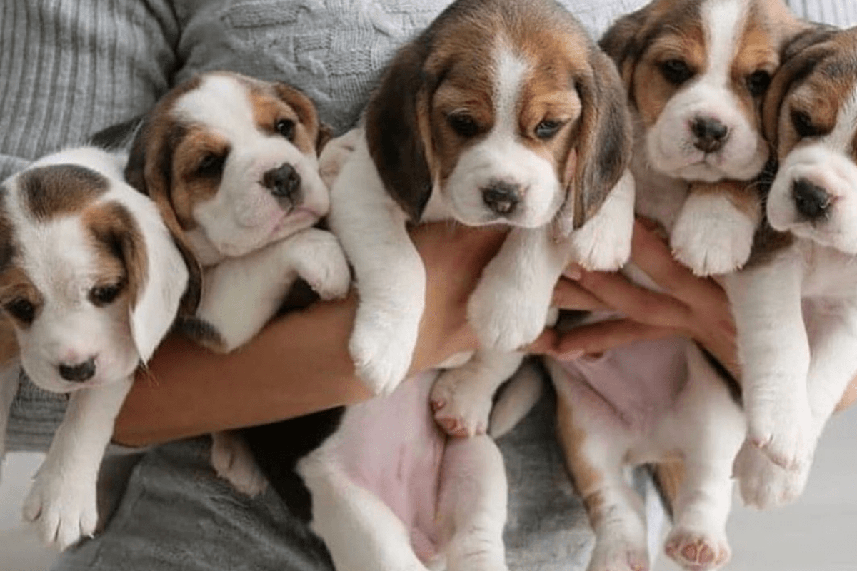 Crueldad extrema: Experimento médico sacrificaría a más de 30 cachorros Beagle